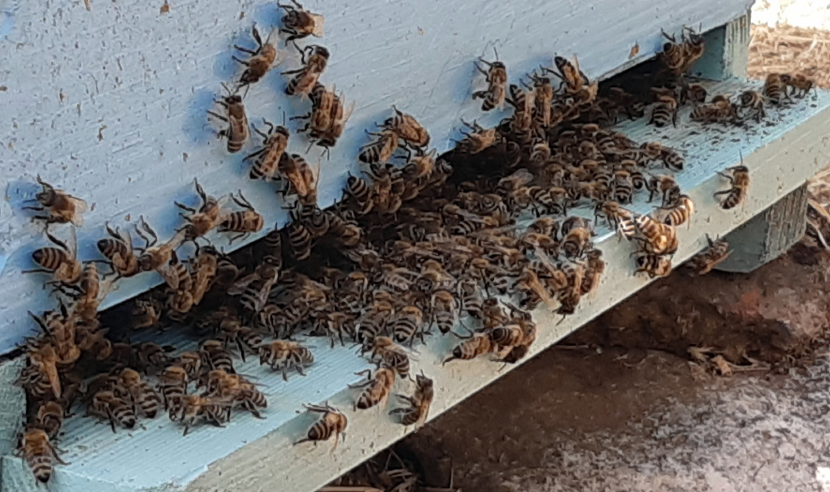 Beekeeping Corfu (private tour)